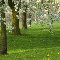 Augļu koku un krūmāju pavasara mēslošana – kādus līdzekļus izvēlēties