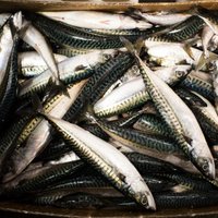 Krievija aizliedz cauri Lietuvai ievest zivju produkciju no trešajām valstīm