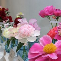 Divas trešdaļas no Latvijas uz Krieviju izvesto ziedu un augu ir reeksports