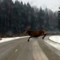 ФОТО: На шоссе Кегумс-Сигулда очевидец встретил семью благородных оленей