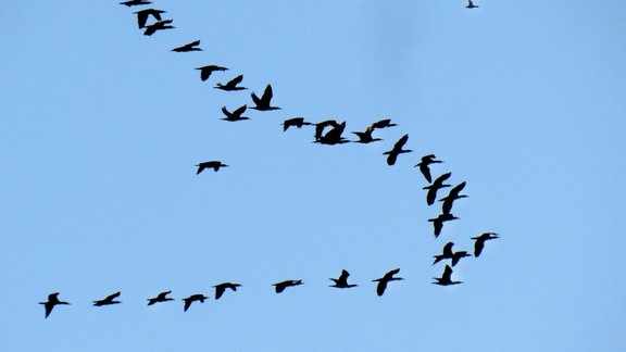 Jūras kraukļu kāsis Tukumā, Jūras krauklis Foto: Leons Stiprais