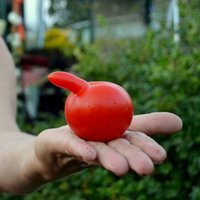 Getliņos novākta pirmā šīs sezonas tomātu raža; veikalos tie nonāks nākamnedēļ