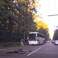 ФОТО: ДТП на улице Бикерниеку - автобус сбил лося