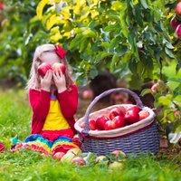 10 лучших сортов яблонь для латвийского климата