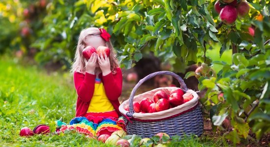 10 лучших сортов яблонь для латвийского климата