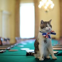 Коты британского правительства снова устроили потасовку