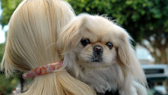 pekinietis