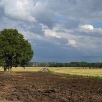 Kāpēc sarūk Latvijas virtuvēs tik iecienīto kartupeļu stādījumu platības?