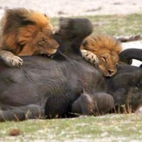 Video no Āfrikas: Lauvas nokož mazu zilonīti