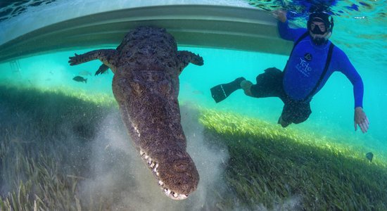 Dienas ceļojumu foto: Cilvēka pelde kopā ar krokodilu