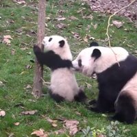 Video: Pandu ģimenes uzjautrinošās domstarpības par spēlēšanos kokā