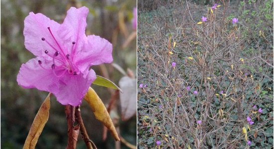 Nacionālajā botāniskajā dārzā novembra izskaņā uzziedējis neliels rododendrs