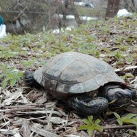 Lielās talkas laikā sastaptais bruņurupucis ir rets atradums, uzsver ekologs