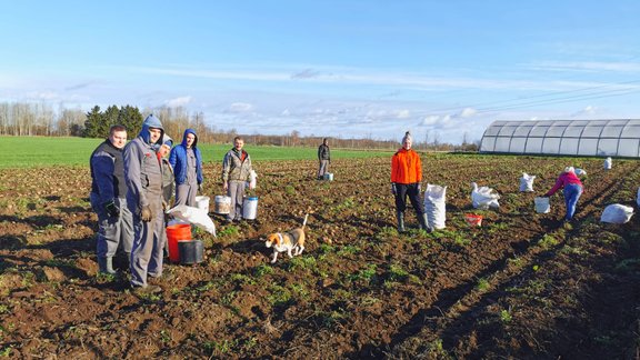 ZS Kotiņi kartupeļu talka, kartupeļi, kartupeļu talka Foto: ZS Kotiņi