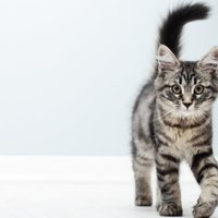 10 aizraujoši un mazzināmi fakti par kaķiem