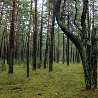 'Latvijas valsts meži' vērtē iespējas no zviedriem iegādāties plašo meža īpašumu