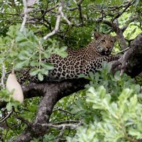 В Индии леопард ворвался в номер к молодоженам