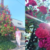 Milzu skaistule betonā: Purvciemā cilvēkus priecē vairāk nekā sešus metrus augsta roze