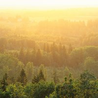 'Latvijas valsts mežu' teritorijā iestādīti 26 miljoni jaunu koku