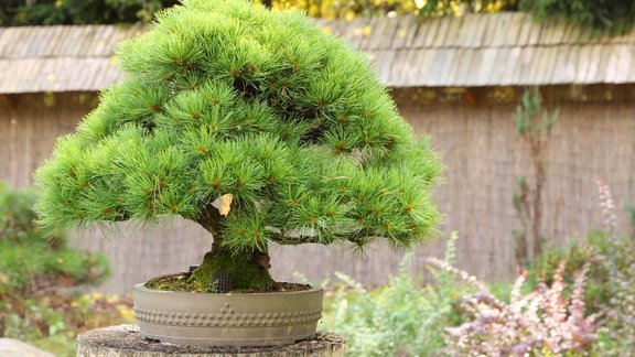 Bonsai kociņi - 1