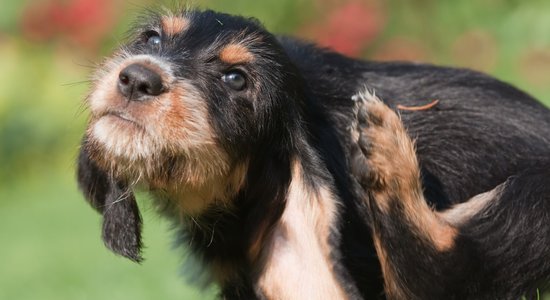 Odu kodumi dzīvniekiem: cik bīstami un kā no tiem izvairīties