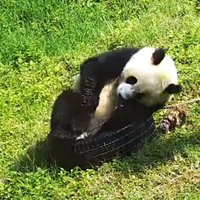 Amizants video: Pandu lācis cenšas ietilpt riepā