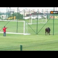 ВИДЕО: Бык прервал футбольный матч в Болгарии