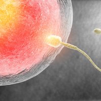 Cik maksā viena spermas donora 'materiāls'? Latviešu ģimenes iecienījušas dāņu donorus, zviedri - latviešu