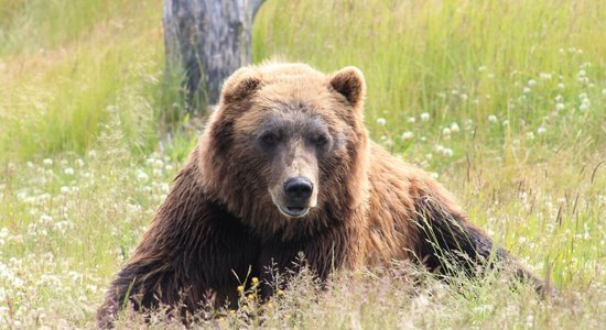 25. marts – Pavasara Māra. Senču ieražas un ticējumi