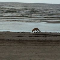 ФОТО: Очевидцы встретили лису на пляже в Юрмале