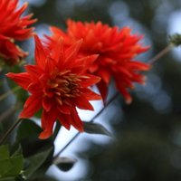 Foto: Pārdaugavā skaisti zied dālijas