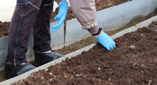 Siltumnīcas sagatavošana sezonai: augsnes bagātināšana un pēdējais brīdis zaļmēslojumam