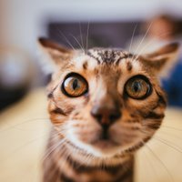 Desmit sadzīviski jautājumi, uz kuriem katrs kaķis būtu pelnījis dzirdēt atbildes