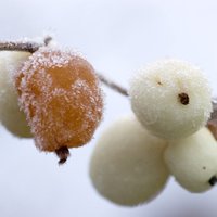 Sniegoga - ziemcietīgs krūms ar sprakšķīgiem augļiem