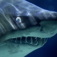 ВИДЕО: Матрос прогнал большую белую акулу шваброй