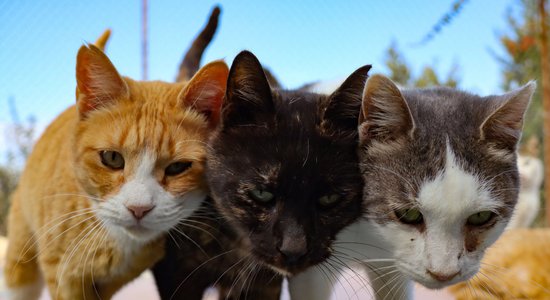 Kiprā masveidā mirst kaķi; tiem dos zāles pret Covid-19