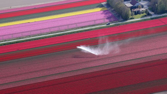 Tulpju lauki Nīderlandē, Nīderlande, tulpes, tulpju lauki