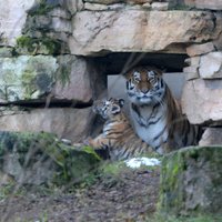 Tīģerēni Tors un Odins nepaliks Rīgas Zoo
