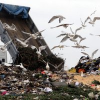 Faktu pārbaude: Tiesa, ka ES daudz pārtikas izmet atkritumos, tomēr lielāko daļu rada mājsaimniecības