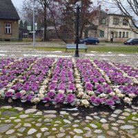 Jēkabpils pilsētas skvēru krāšņi rotā dekoratīva kāpostu dobe