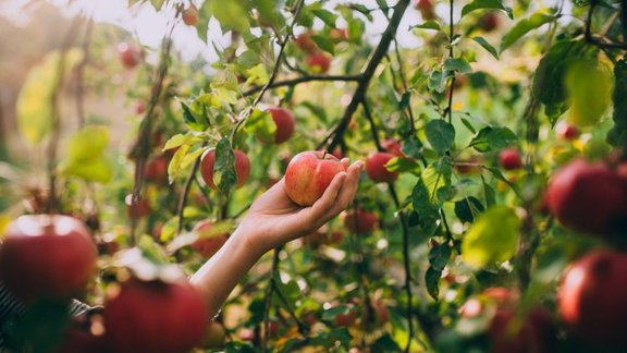 ābele āboli rudens raža augļu koki