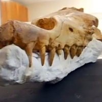 Peru atrasts 40 miljonus gadu vecs vaļveidīgā dzīvnieka skelets
