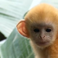 Jaunā gada noskaņās ar našķiem cienā Singapūras zoodārza pērtiķēnus