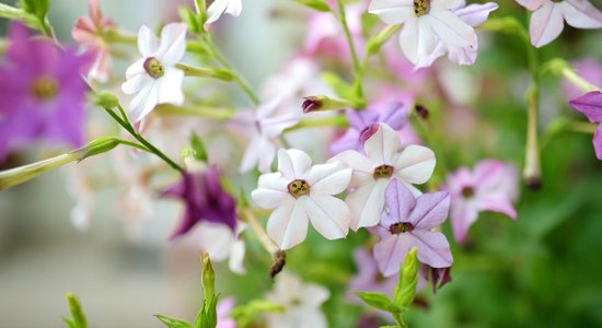 Dievinošā smaržu mākonī: augi, kas jūliju dārzā dara īpaši aromātisku