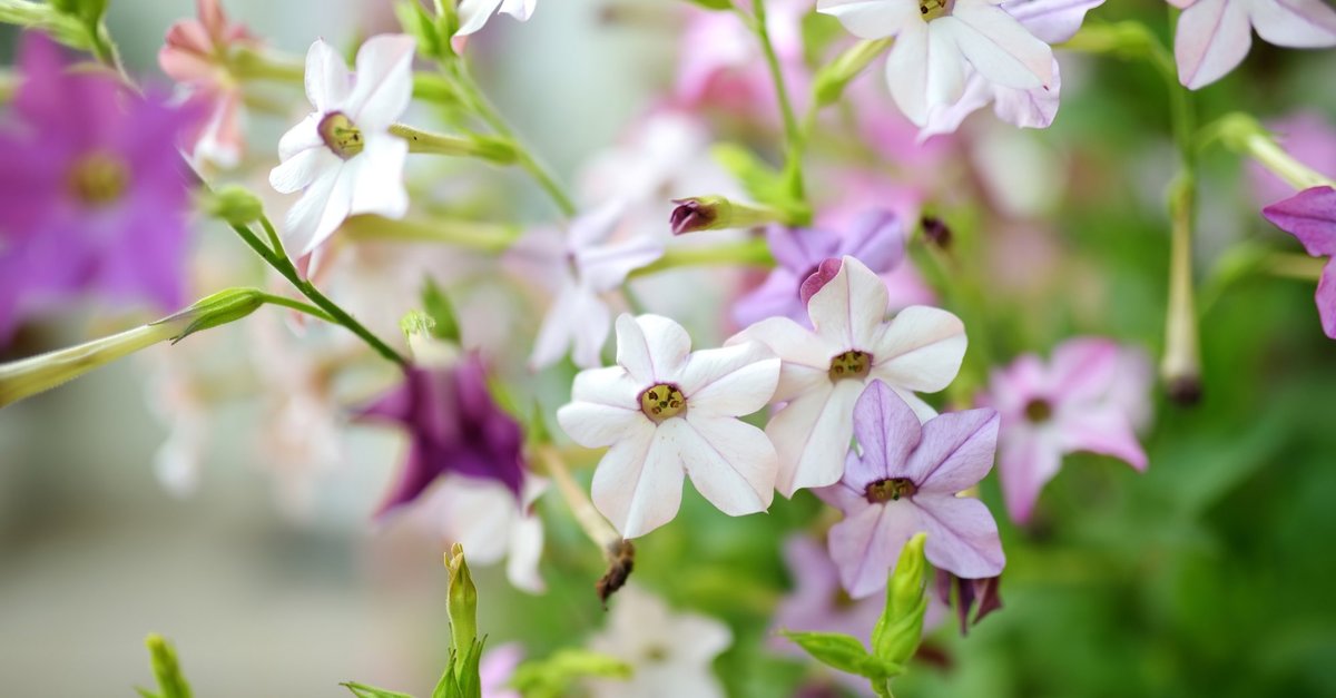 Dievinošā smaržu mākonī: augi, kas jūliju dārzā dara īpaši aromātisku