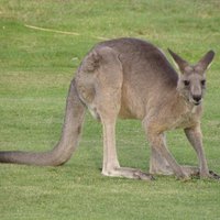 Pirmie ķenguri Austrālijā nemaz neesot lēkājuši