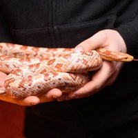 Dzīvnieku izstādē Ķīpsalā būs apskatāmi arī milzu gliemeži un čūskas
