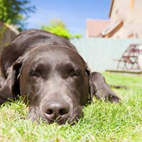 Suns un svelme: ko dzīvniekam var nodarīt karstums un kā no tā izvairīties