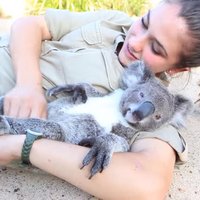 Video: Laisks koalas lācītis mīļojas ar savu kopēju