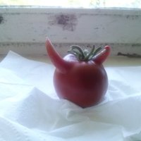 Foto: Velnišķīgs dārza brīnums – tomātiņš